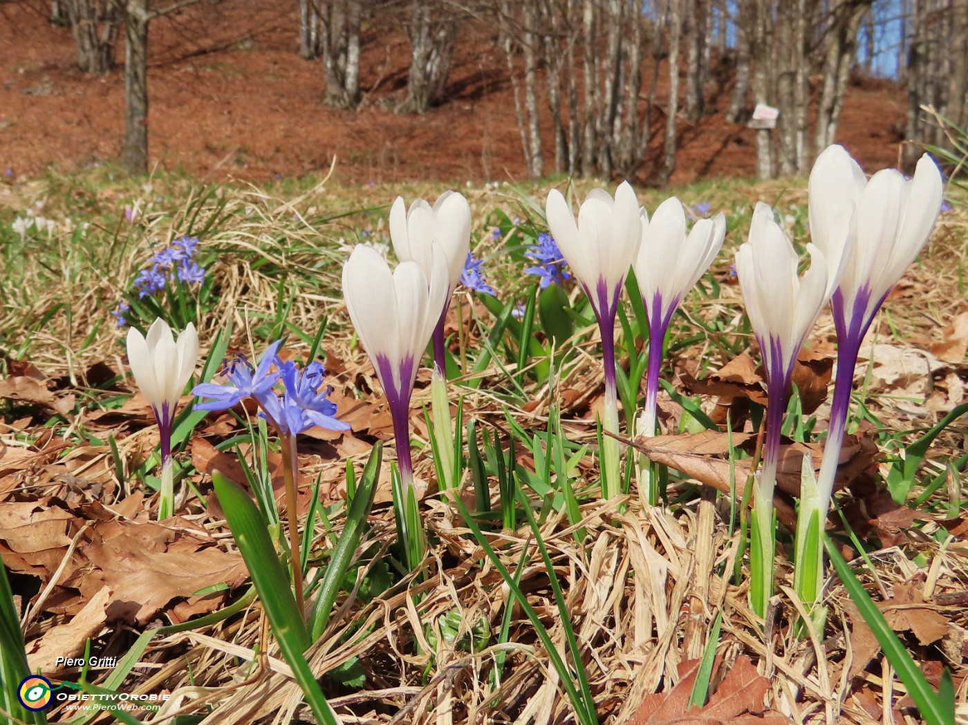 15 Crocus vernus (Zafferano maggiore) con Scilla bifolia (Scilla silvestre).JPG